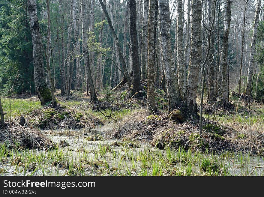 Spring wood.