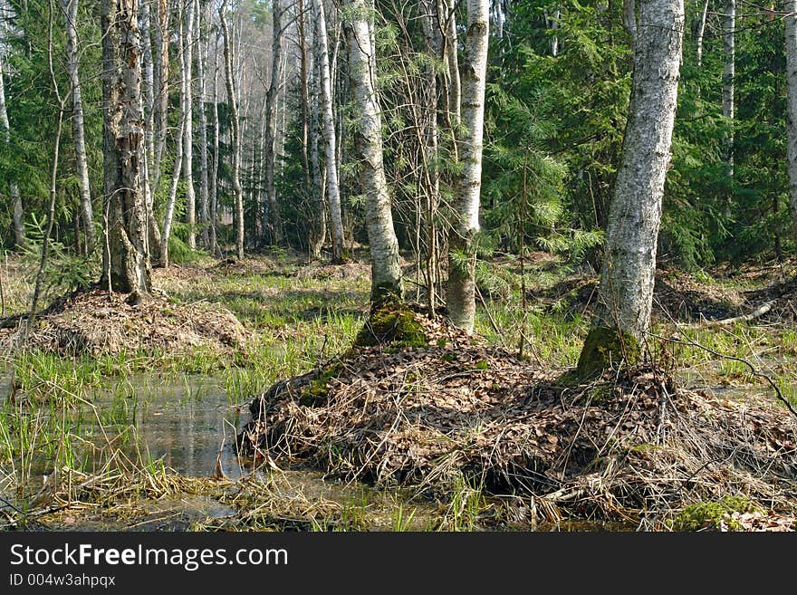 Spring wood.