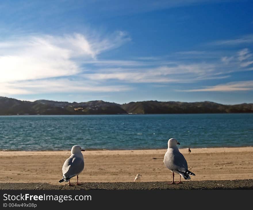 Two seagulls overlooking the bay