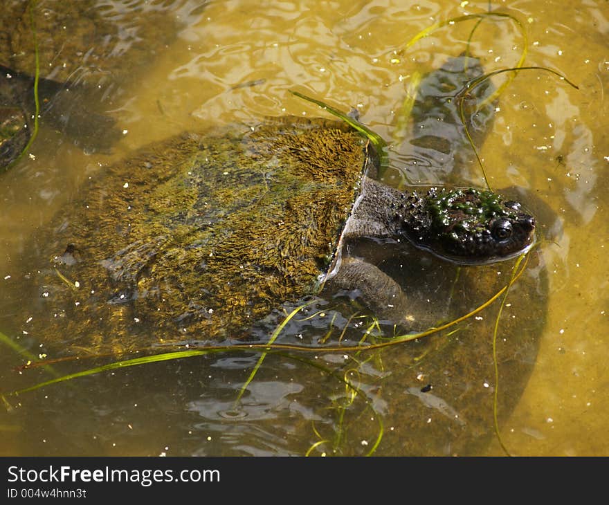 River Turtle