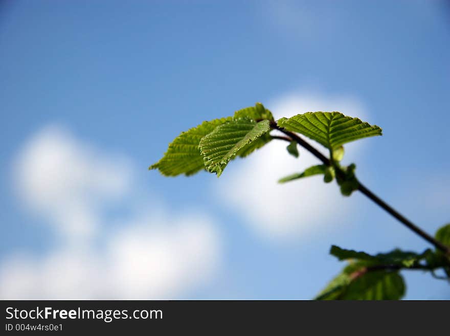 Young Leaves