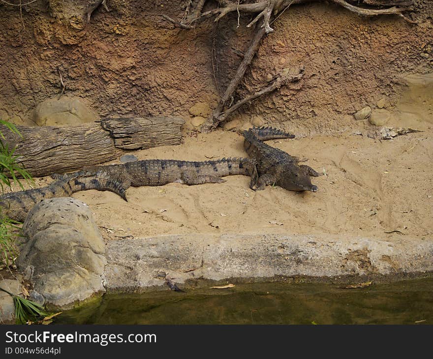 Crocodiles by an Australian River. Crocodiles by an Australian River