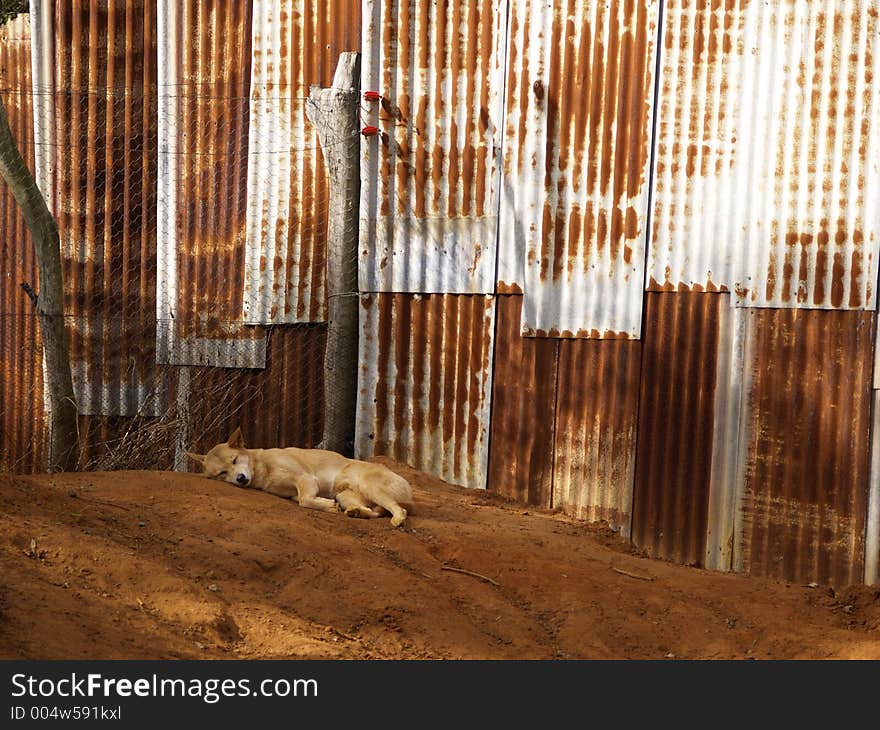 Wild Australian Dog. Wild Australian Dog