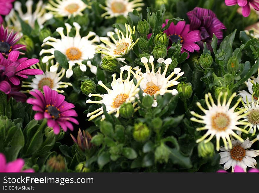 Colorful Flowers