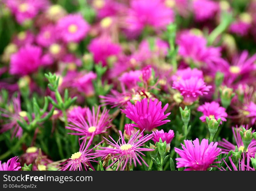 Purple flowers