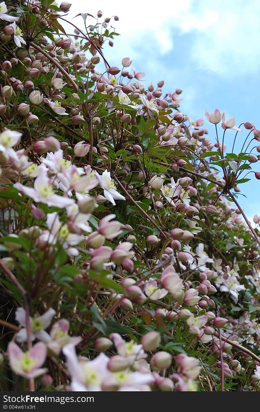 Flowers set against sky