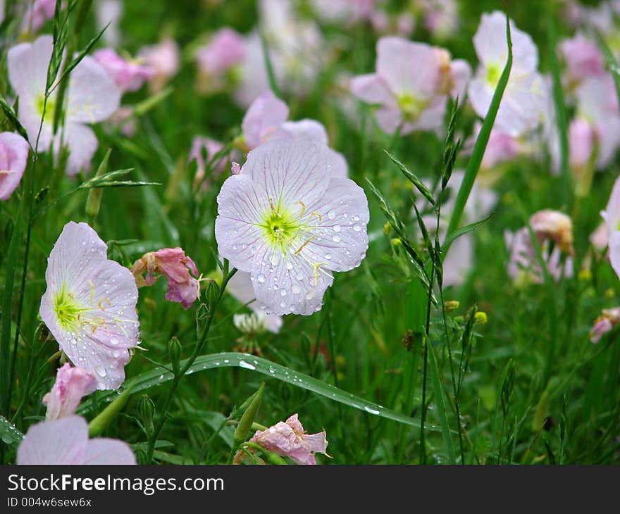 Pink Flower