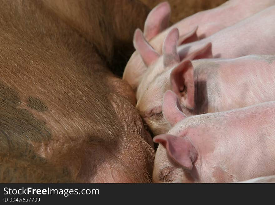 Feeding time for the pig family. Feeding time for the pig family