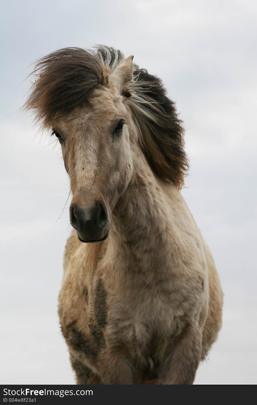 Dirty white horse standing dramatically against the sky. Dirty white horse standing dramatically against the sky