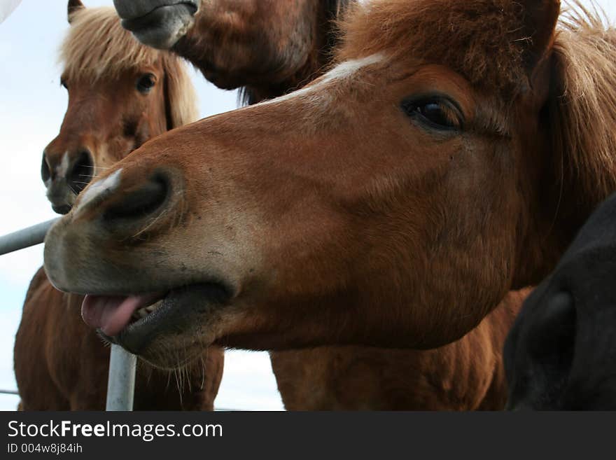 Horse sticking its tongue out. Horse sticking its tongue out