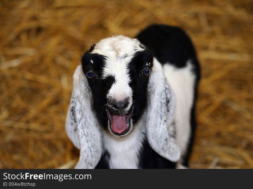 A baby goat crying to his mother