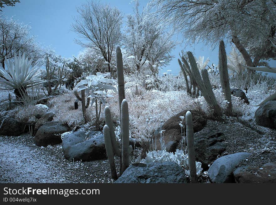 Cactus  in IR