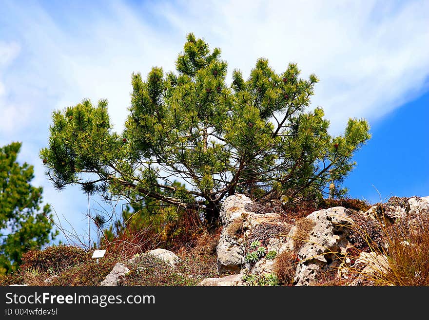 Sky, brushwood and the rocks