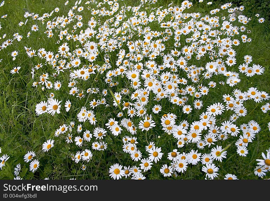 Thousands daisy