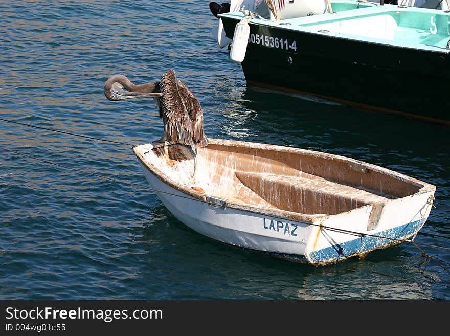 Bird in a Boat