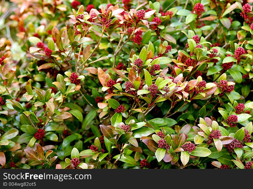 Blossoming brushwood