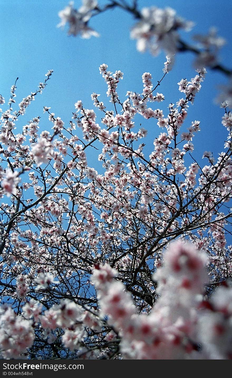 Pink blossoming tree flowers on a clear deep blue sky. 35mm film scan. Pink blossoming tree flowers on a clear deep blue sky. 35mm film scan.