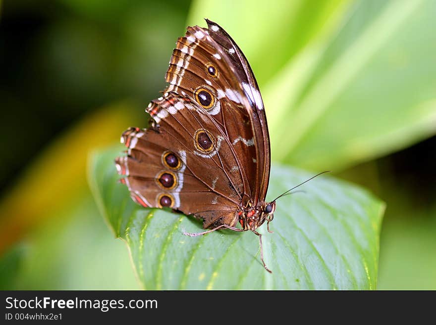 Butterfly on a green leaf