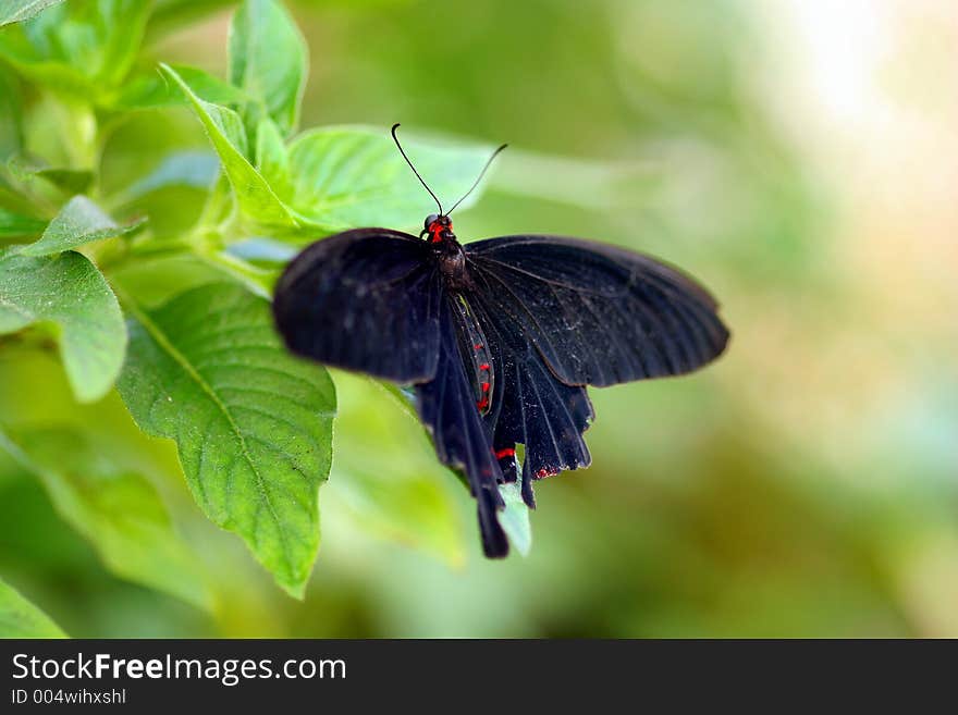 Black butterfly on a petal