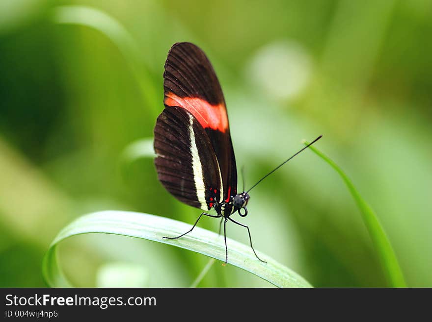 Butterfly Closeup