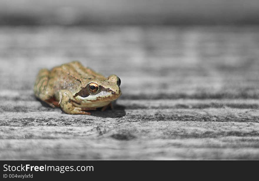 Frog on the wood