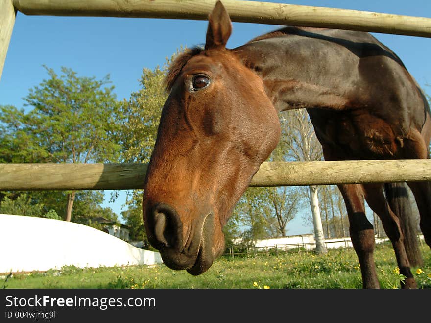 Cute Face Of Horse