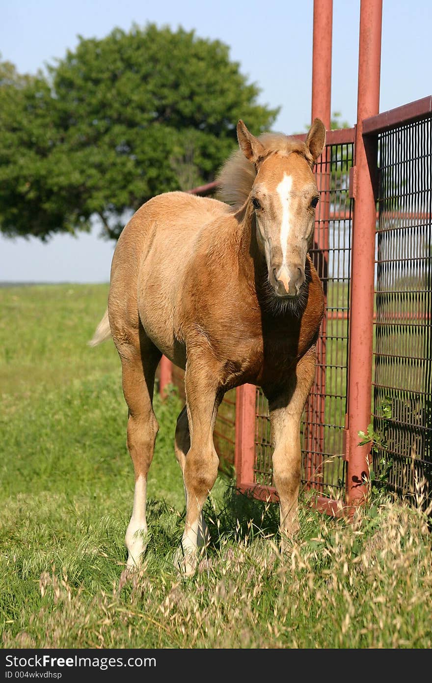 Palomino colt sweating and perspiring standing beside red pipe gate and fence in green grass. Palomino colt sweating and perspiring standing beside red pipe gate and fence in green grass.