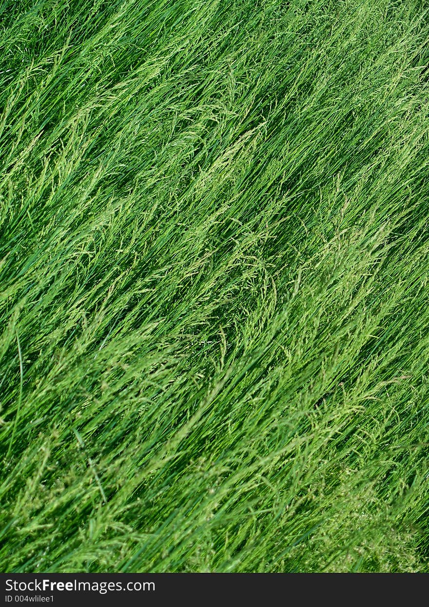 Dense, lush green grass gone to seed in the springtime.