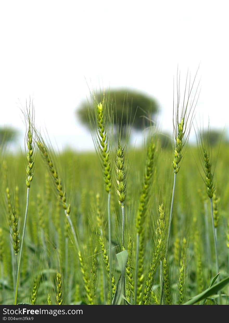 Wheat Plants