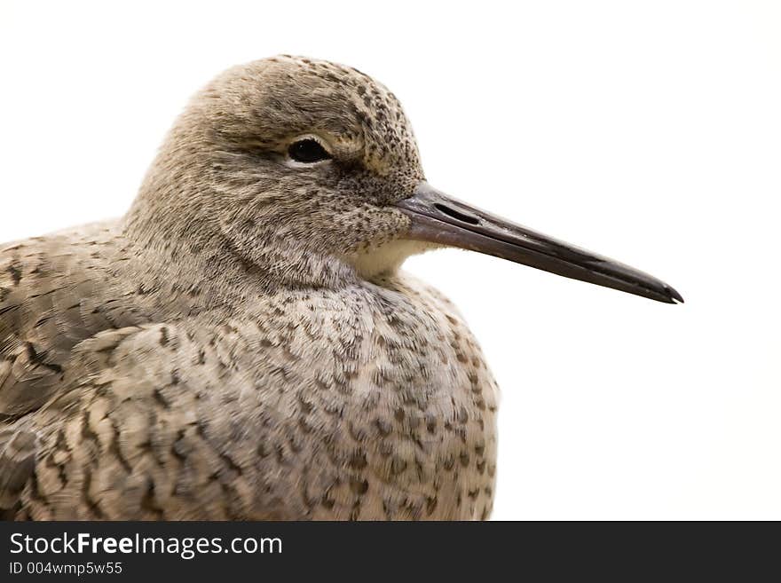 Bird on White