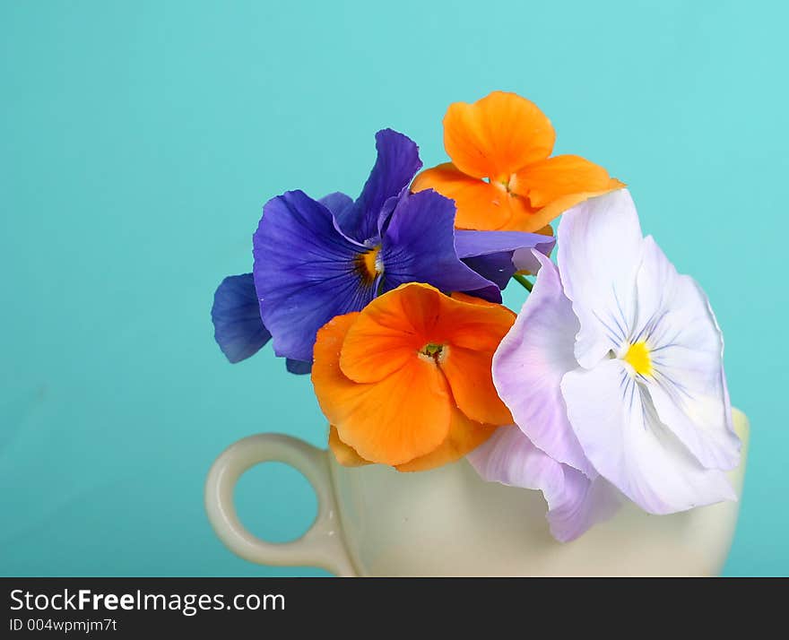 Colorful and dainty pansies in teacup. Colorful and dainty pansies in teacup