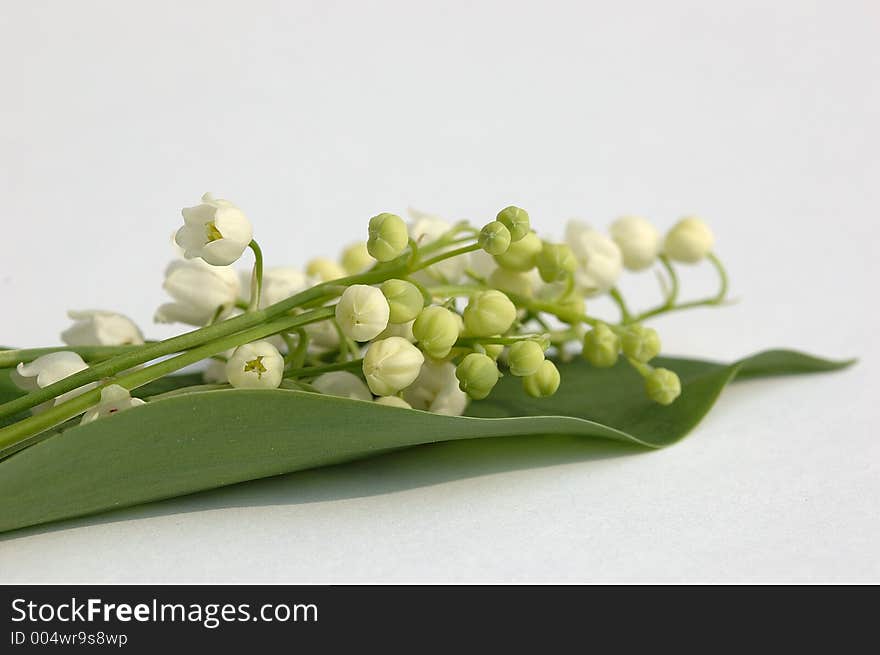 Lily of the valley on white background