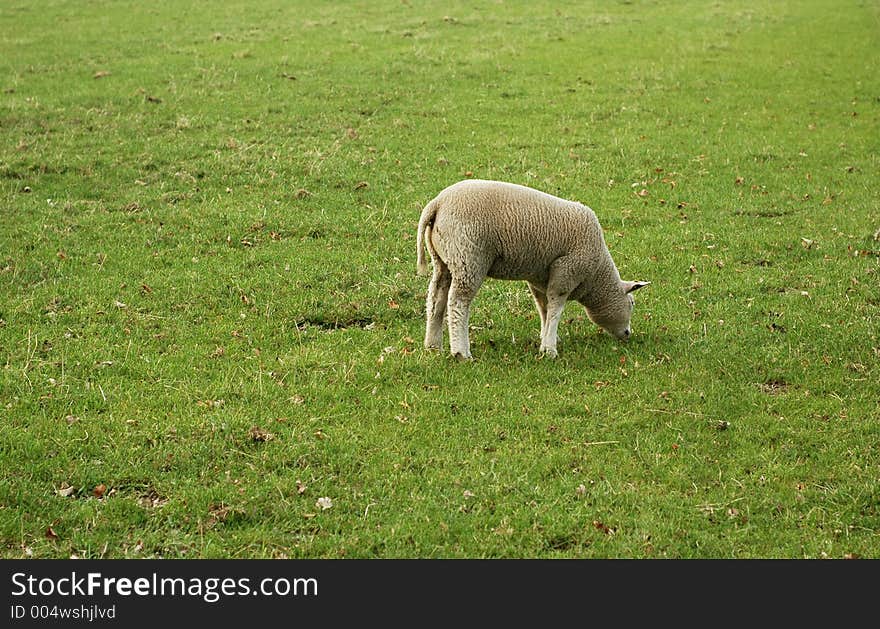 A lamb, on a field, eating grass