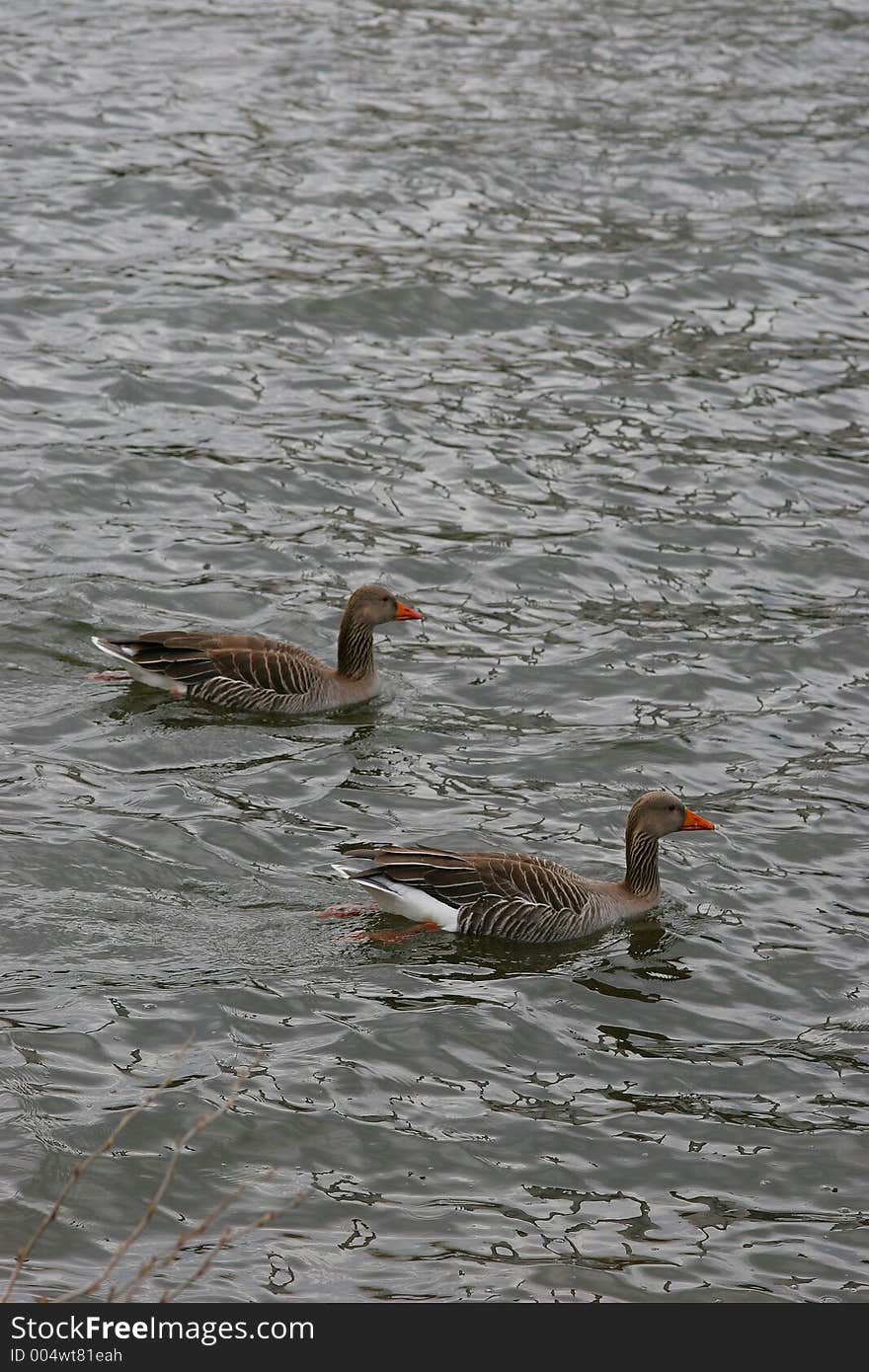 Two geese in the lake