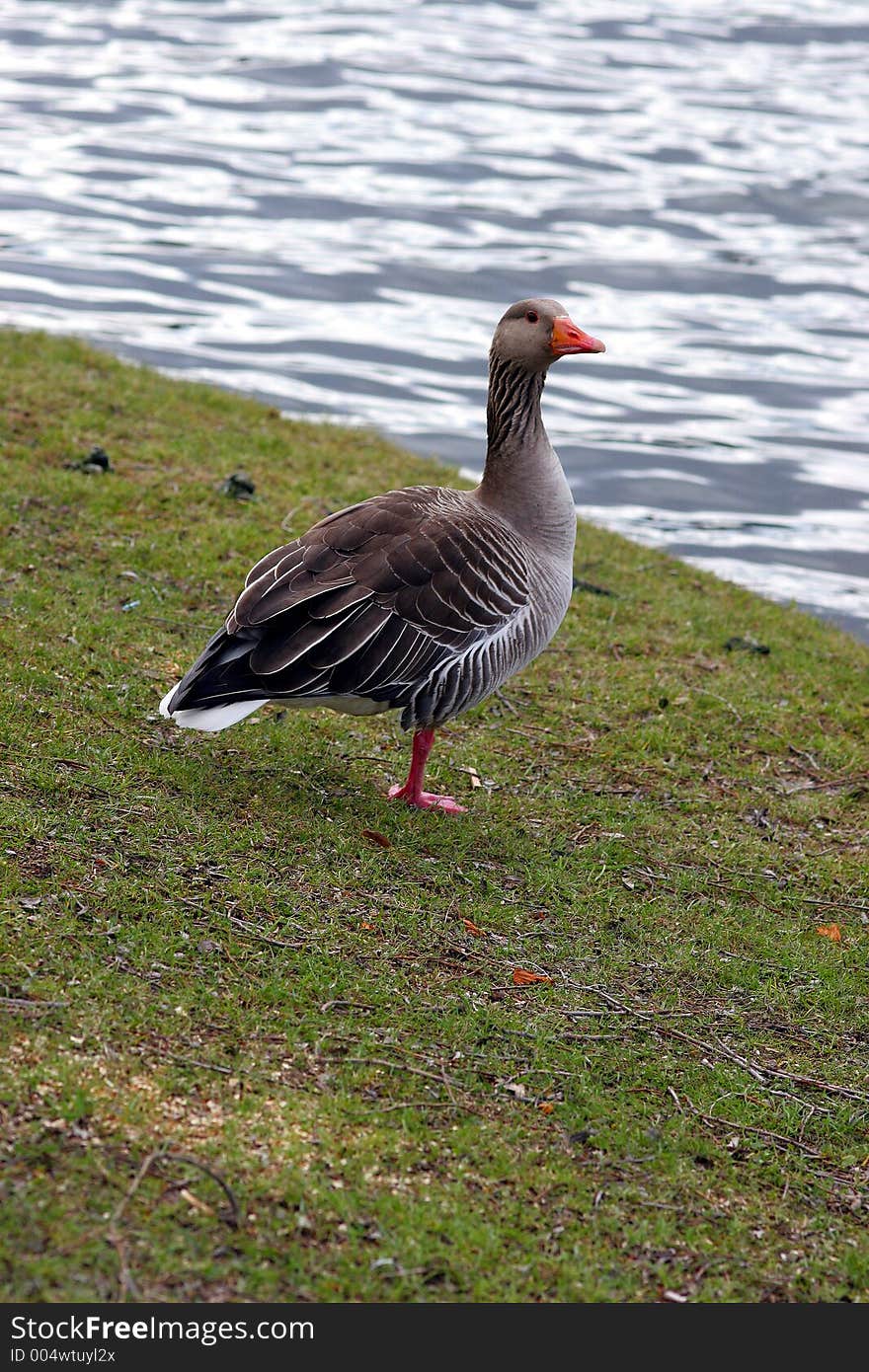 Goose, standing on one leg