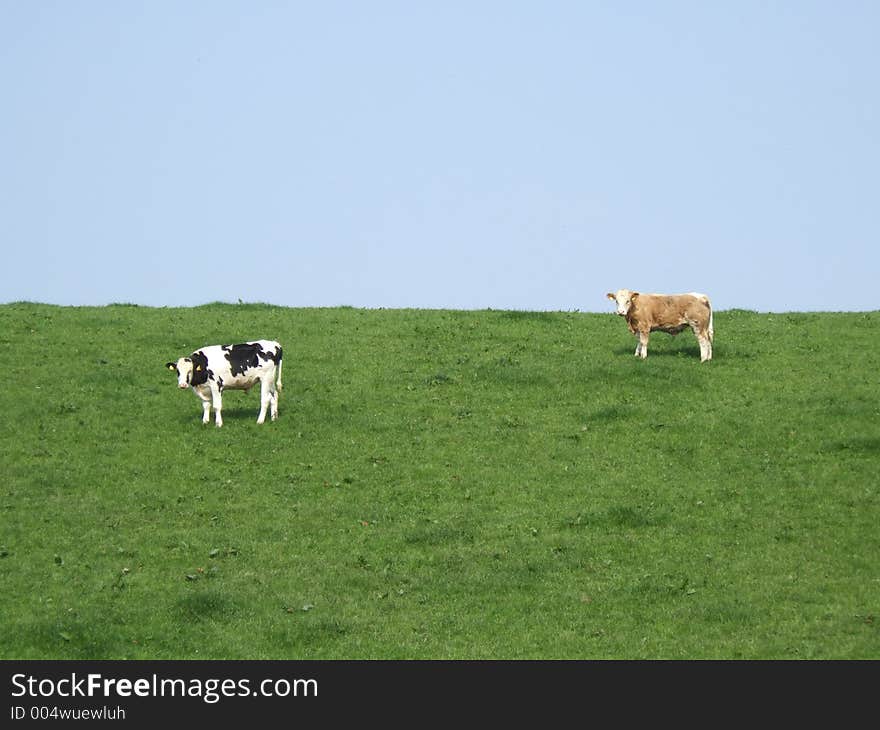 Cows On A Meadow