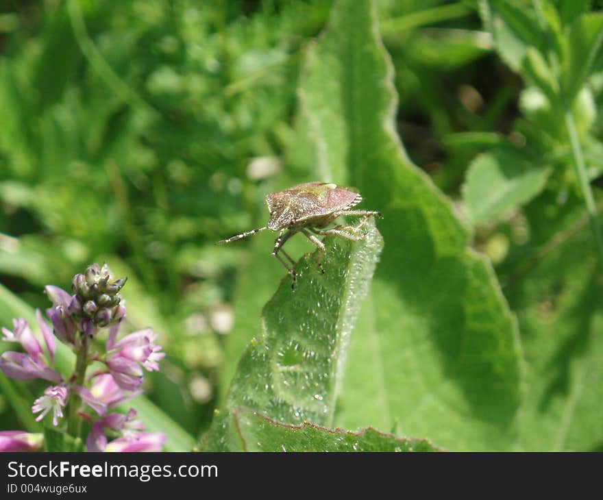 Green medow and bug