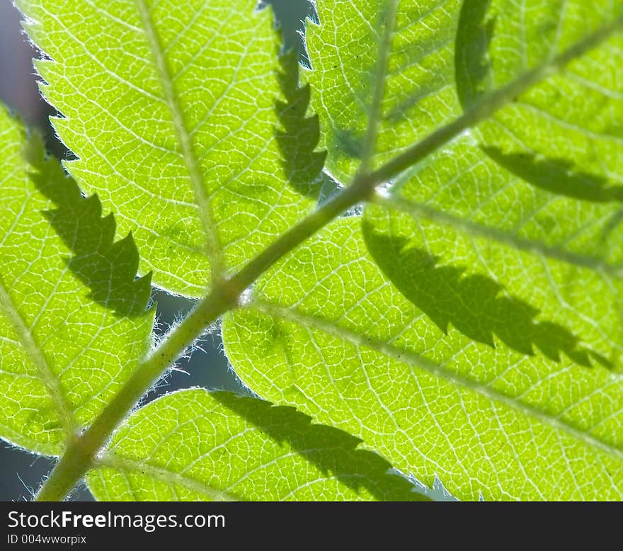 Spring leafe