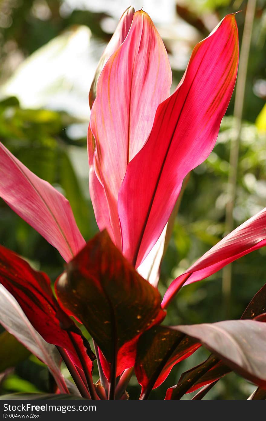 Big red petal of some plant