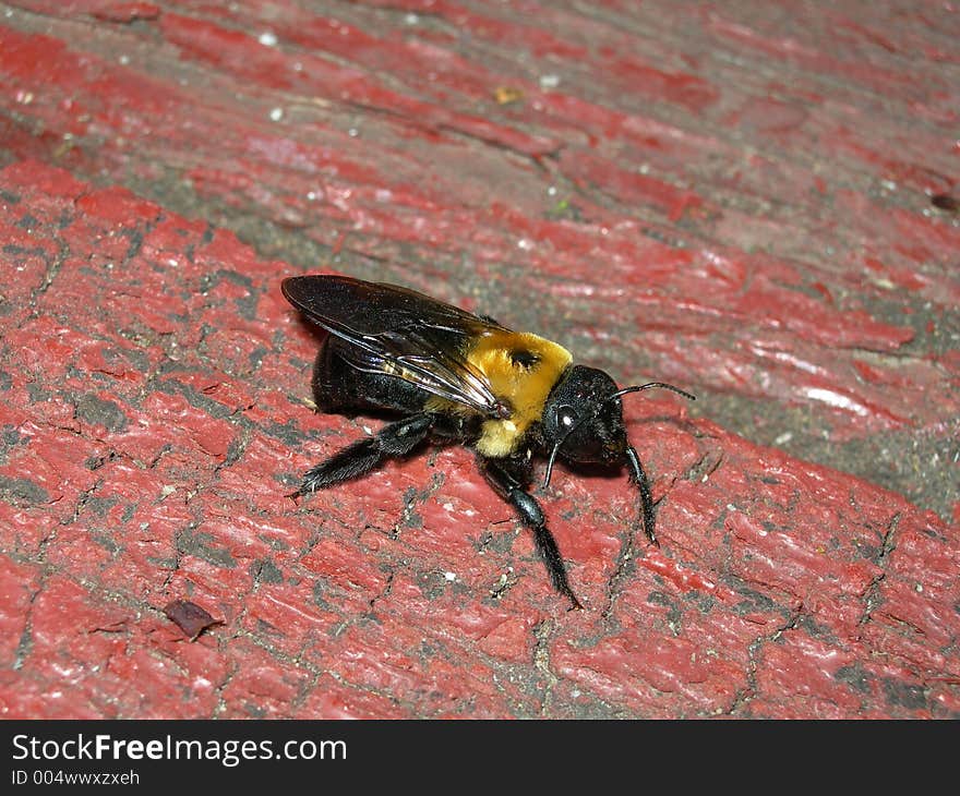 Bee close up