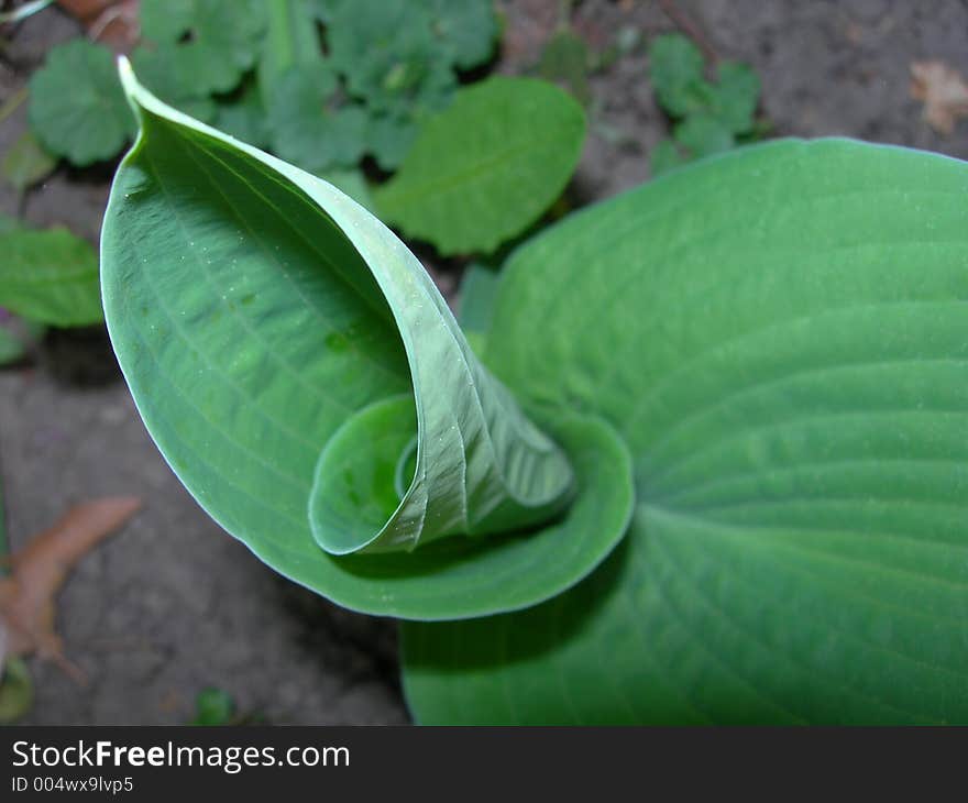 Strange Leaf