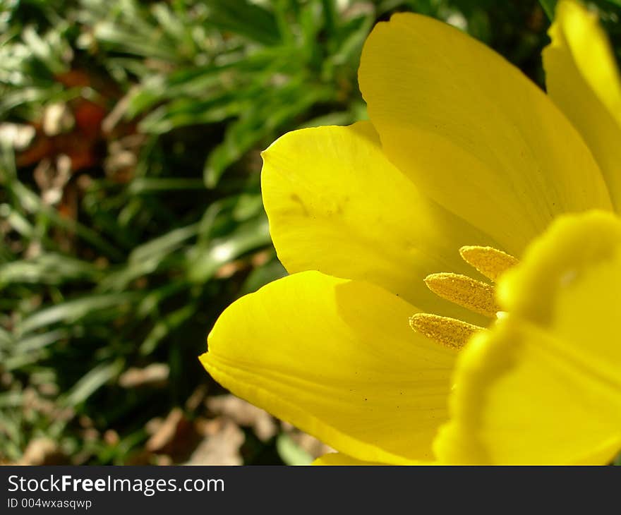 Beautiful tulip on a sun shinny day. Beautiful tulip on a sun shinny day