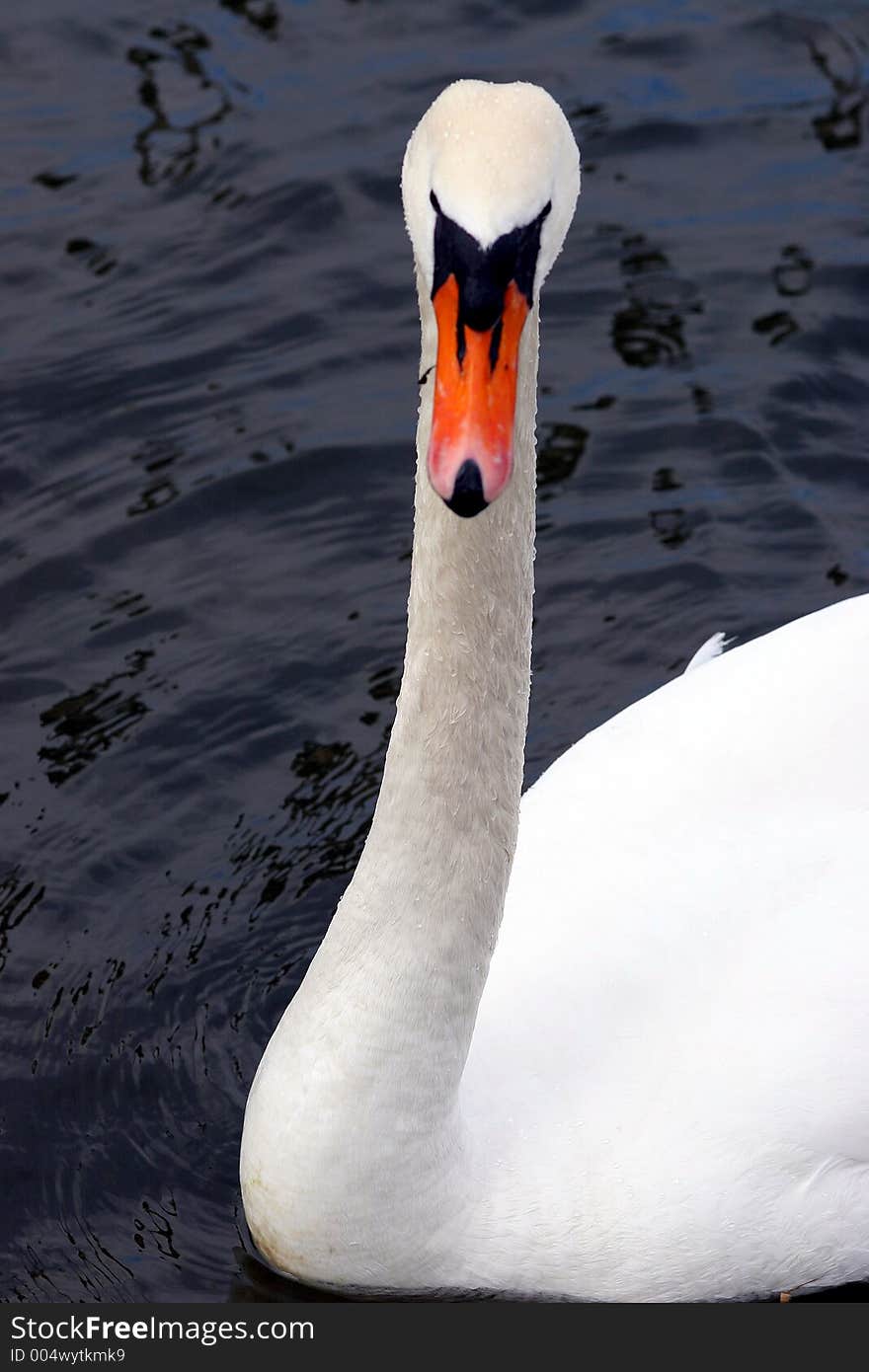 White gracious swan swimming in the lake. White gracious swan swimming in the lake