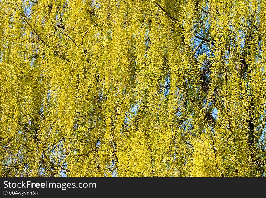 Blossom weeping willow