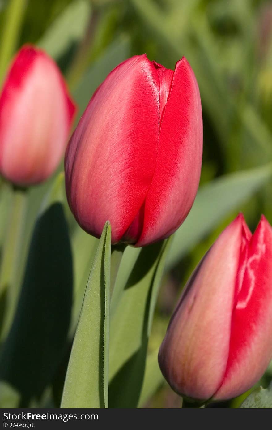 Lots of beautiful red dutch tulips