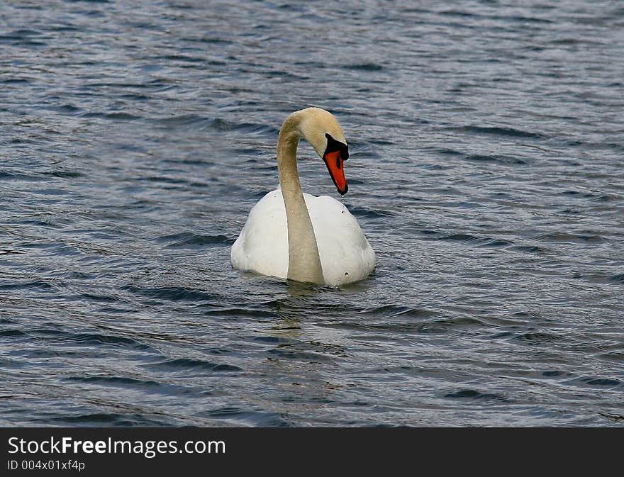 White swan in the water