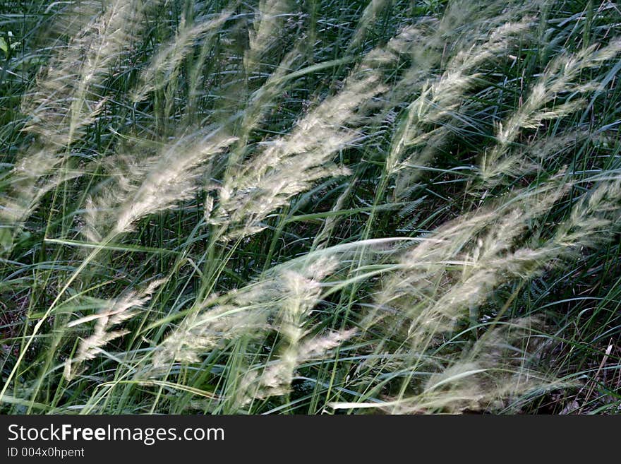 Grass In The Wind