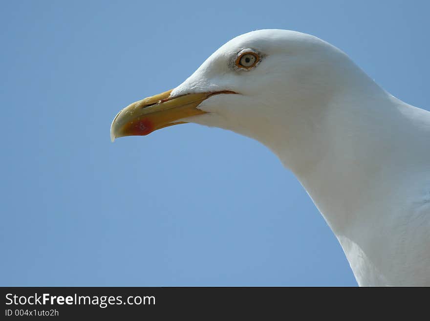 Gull portrait