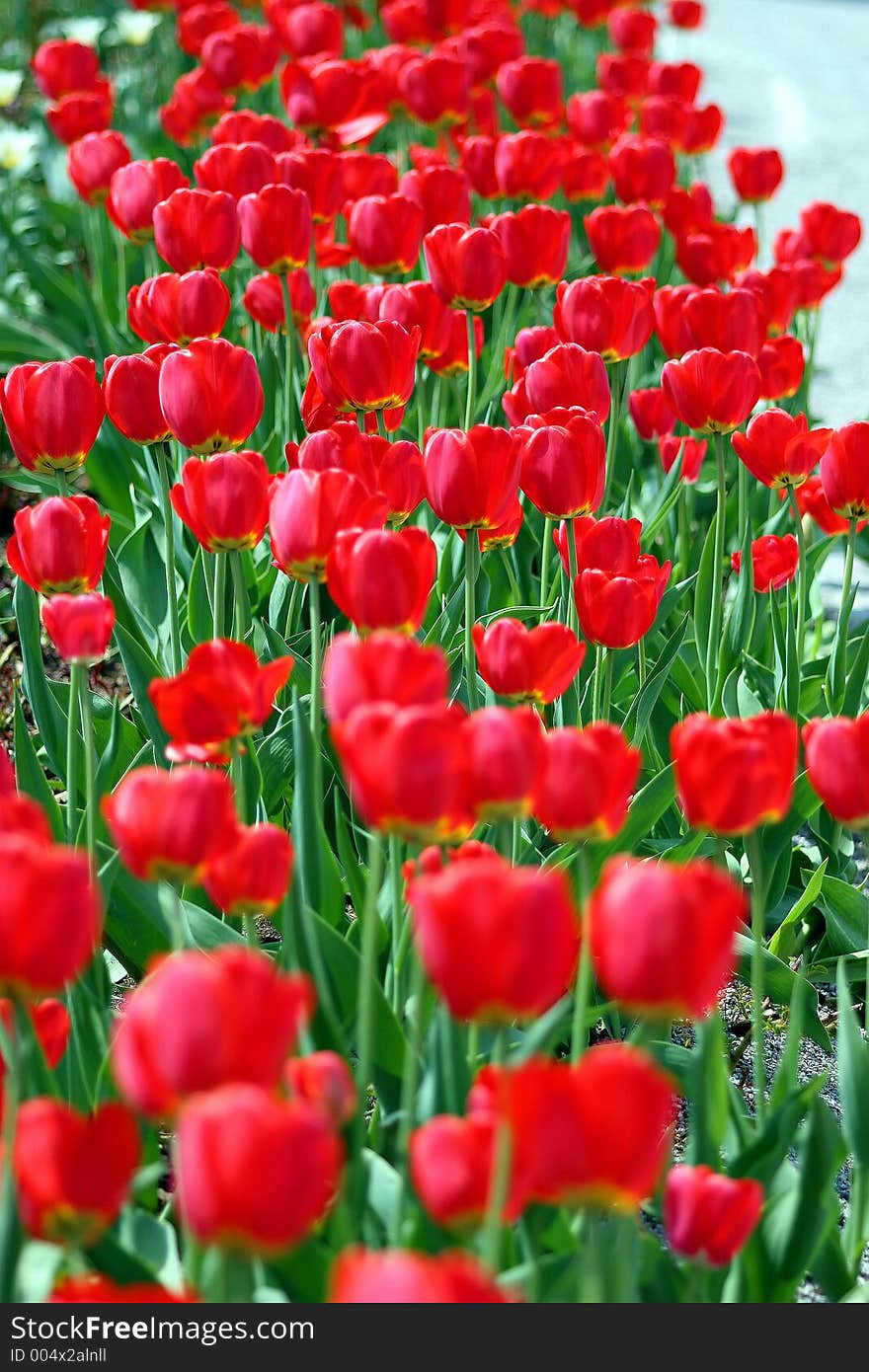 A lot of red tulips