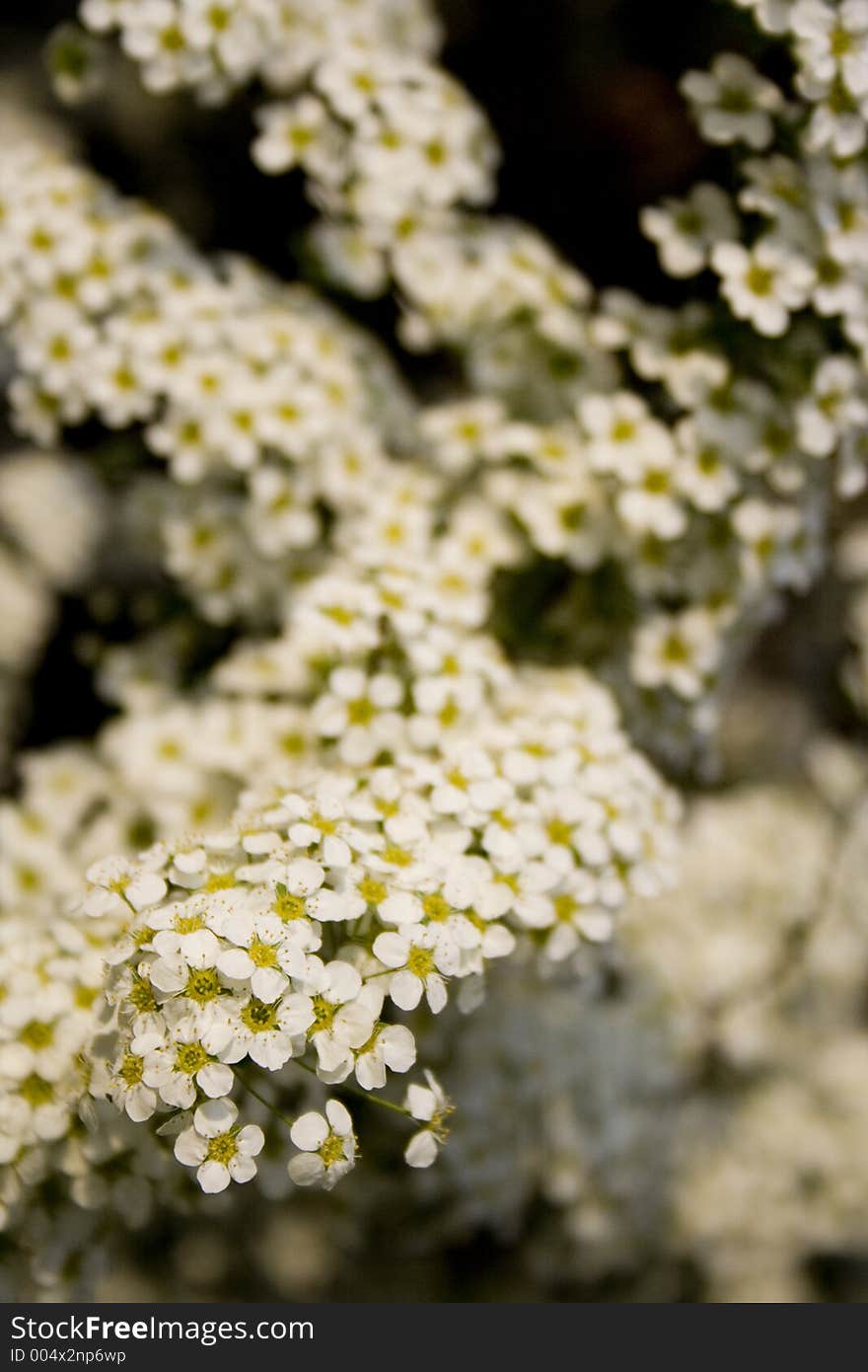 Close up of tree flowers. Short DOF. Close up of tree flowers. Short DOF.